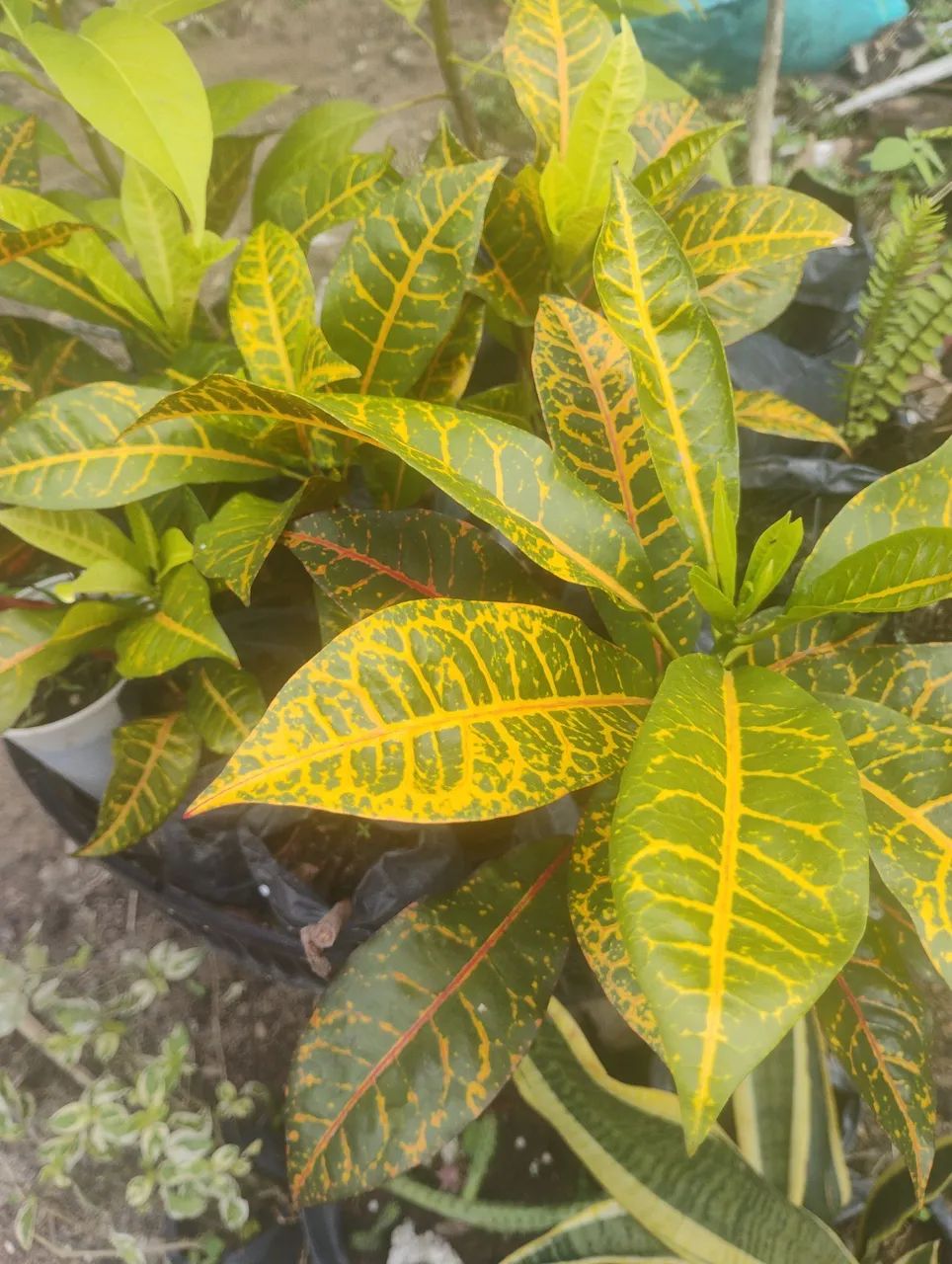 Vendo mudas de croton  - Foto 4