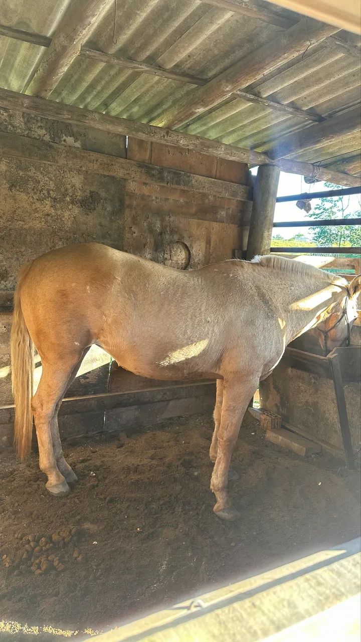 Égua Quarto de Milha - Foto 6