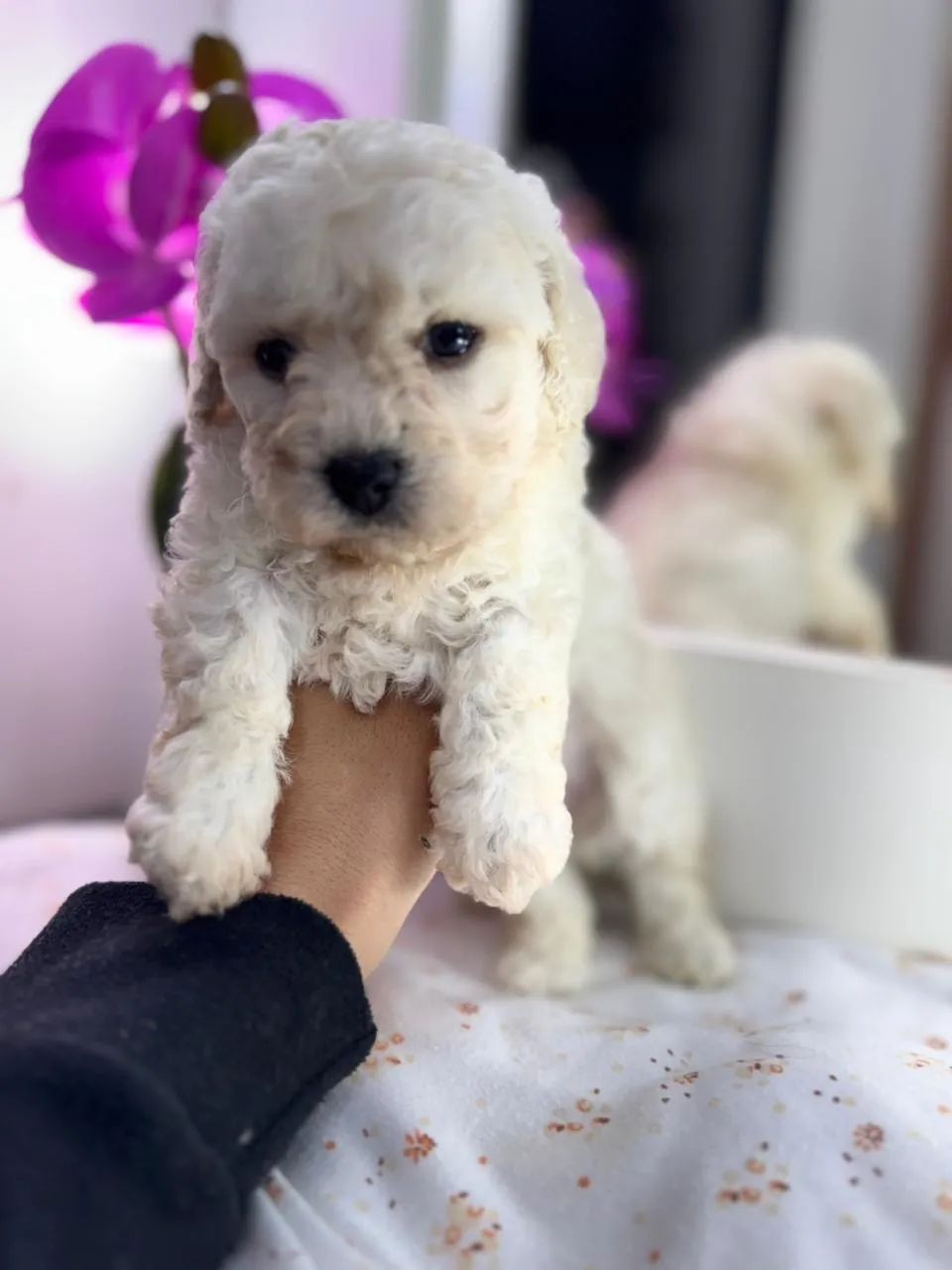Poodle  - Foto 5