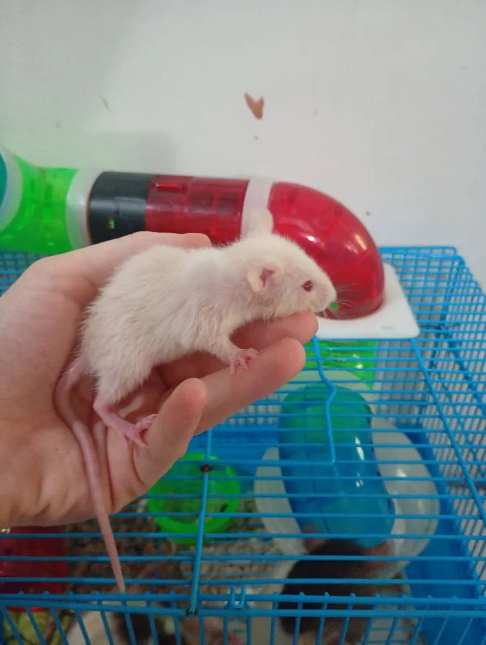 Ratos Twister filhotes e dosmeticos 