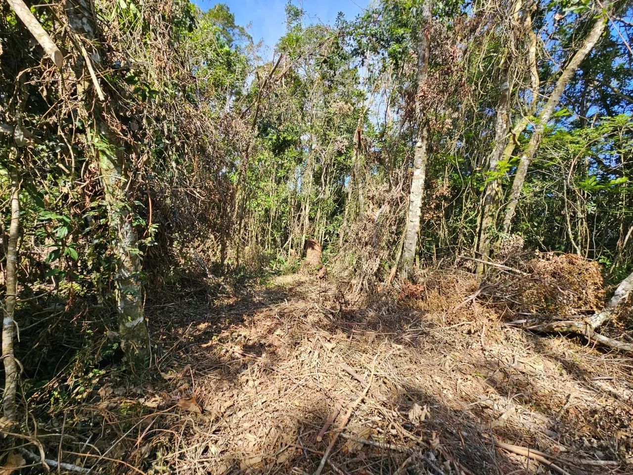 Sítio em Taiaçupeba Mogi das Cruzes - Foto 2