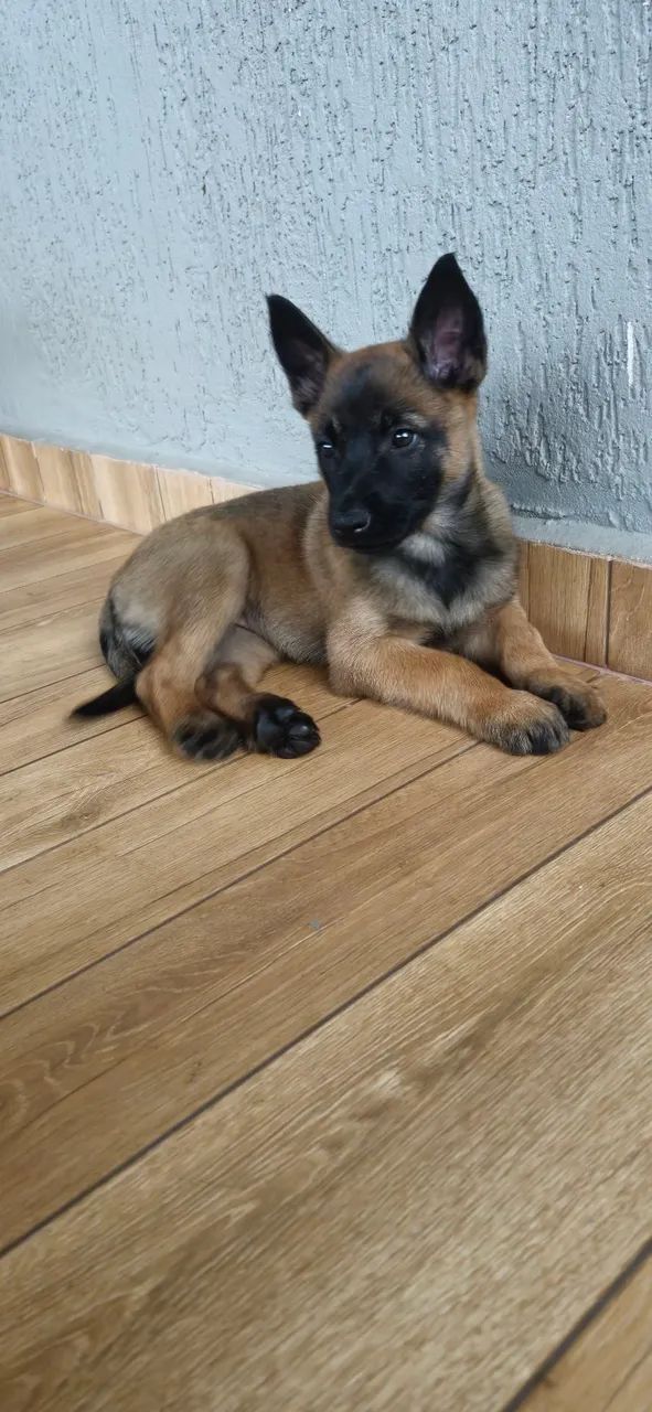 Pastor belga malinois 