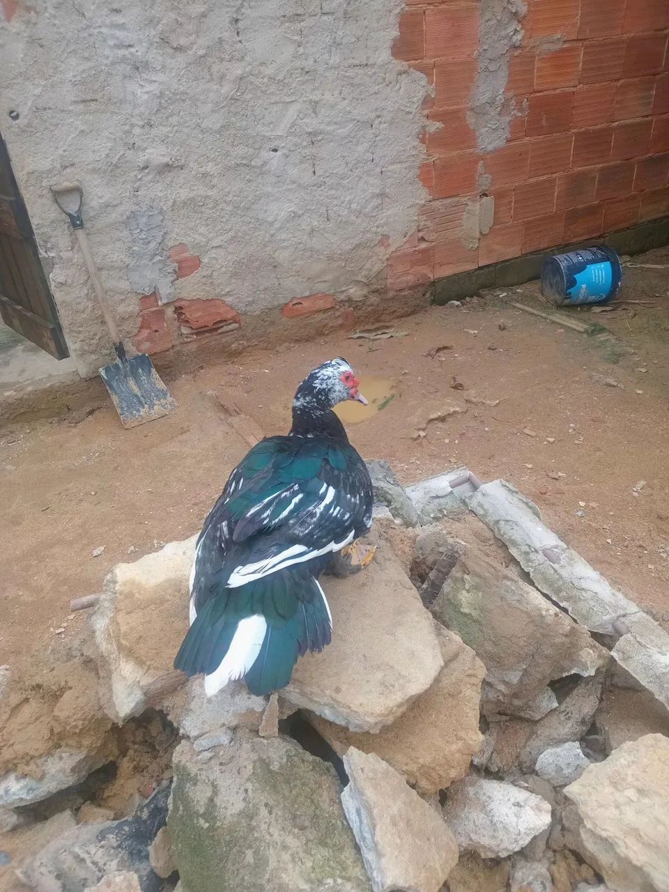 Vendo pato - Foto 2