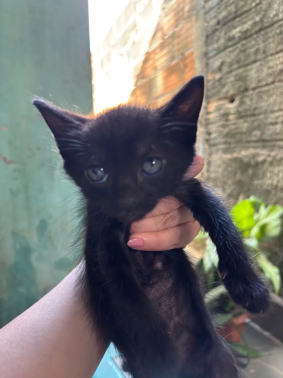 Doação Gato Macho - Foto 3