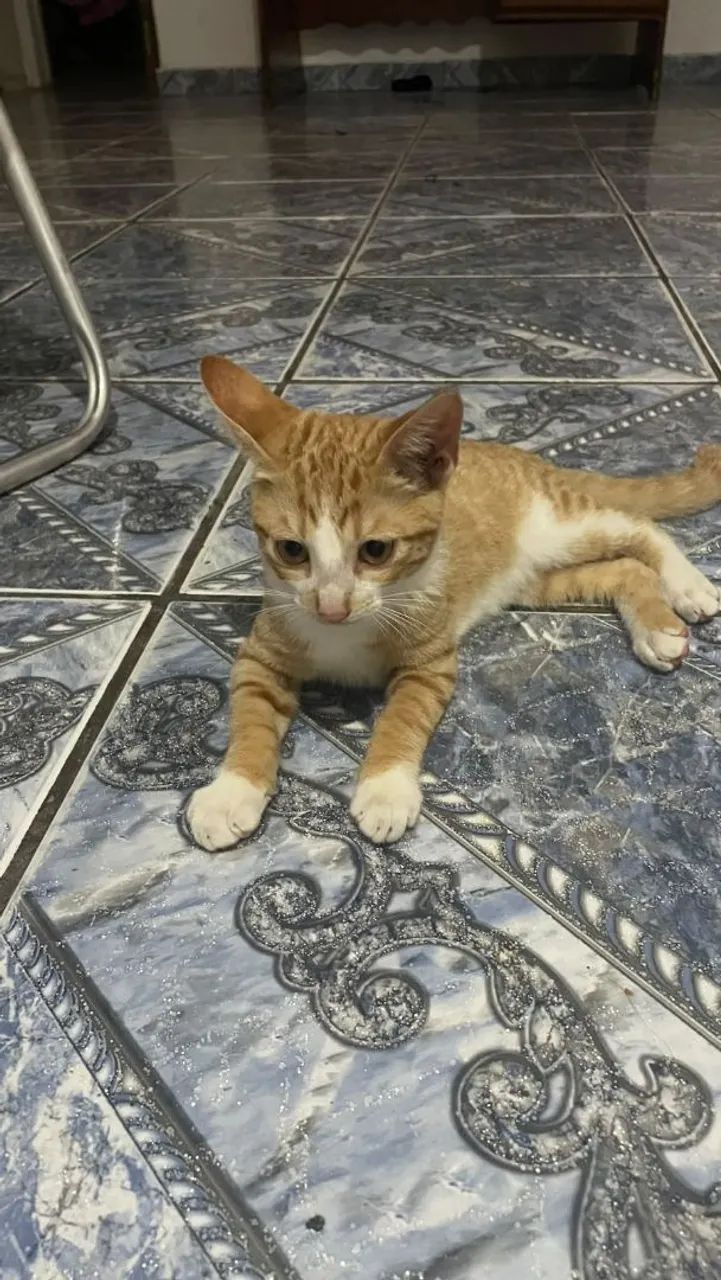 Adoção responsável  - Foto 4