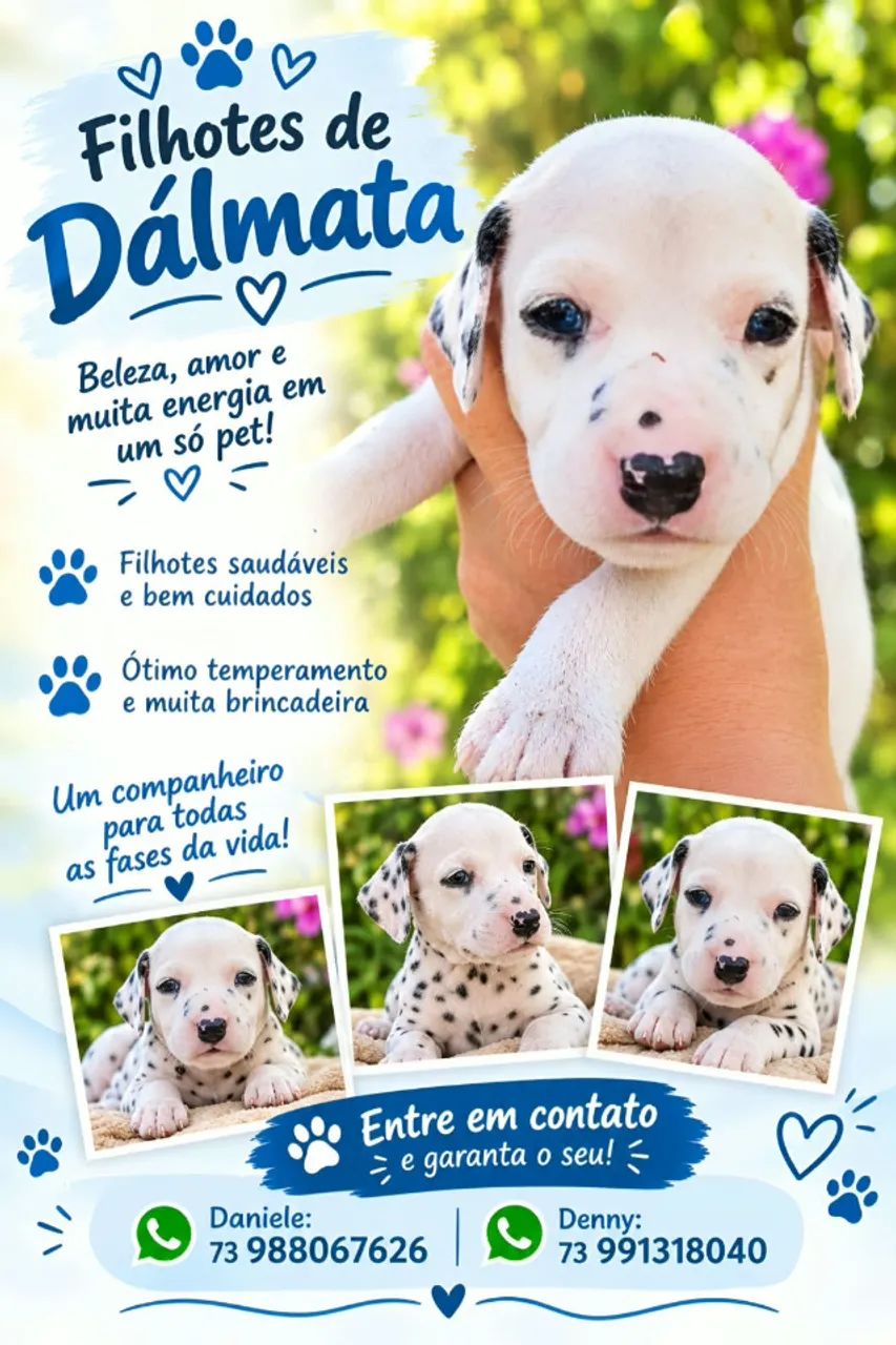 dalmata filhote