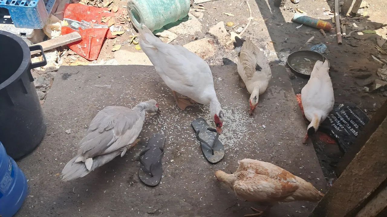 Patos e galinha $50 cada - Foto 2