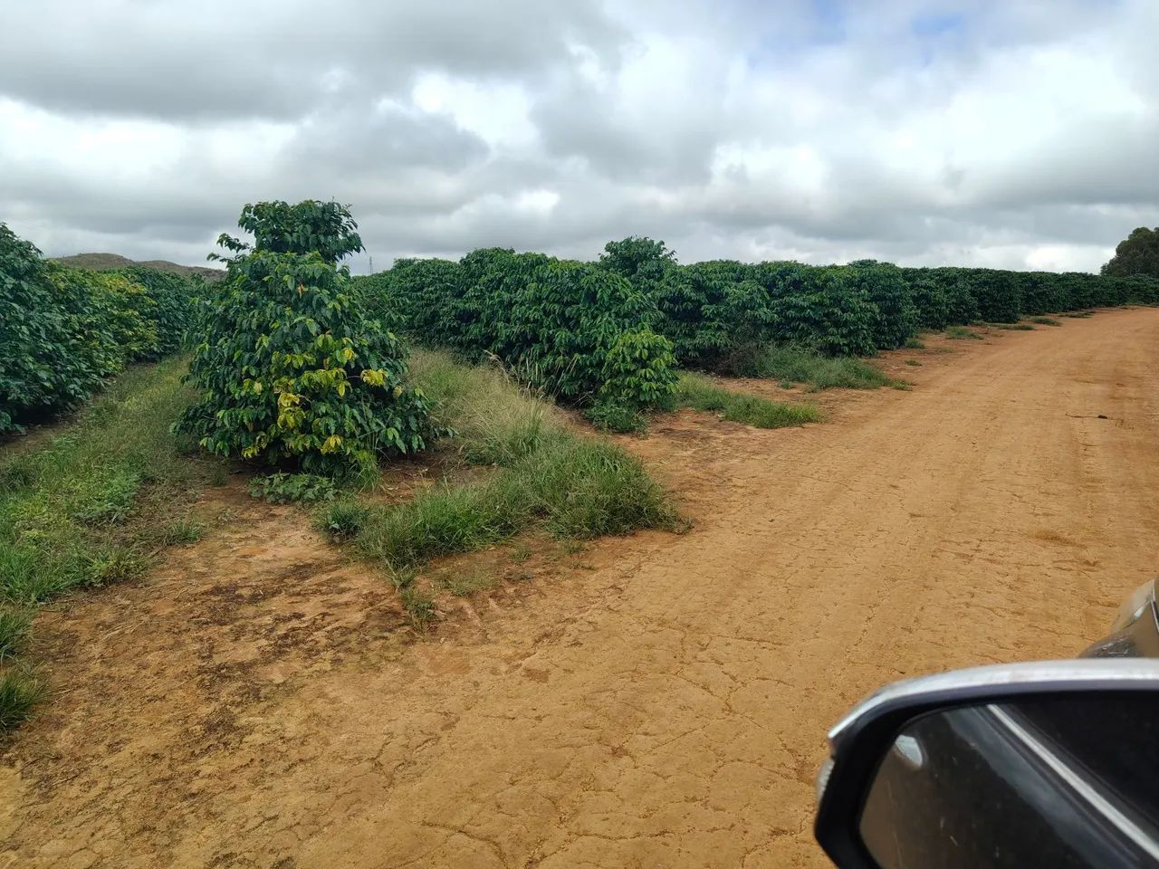 FAZENDA DE CAFÉ COM 140HECTARES, RENTABILIDADE IMEDIATA!! - Foto 3