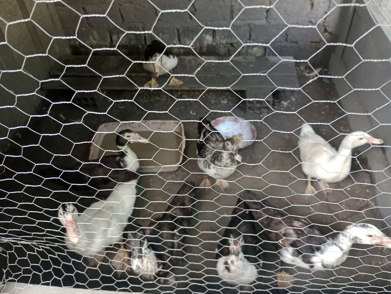 Patos - Foto 4