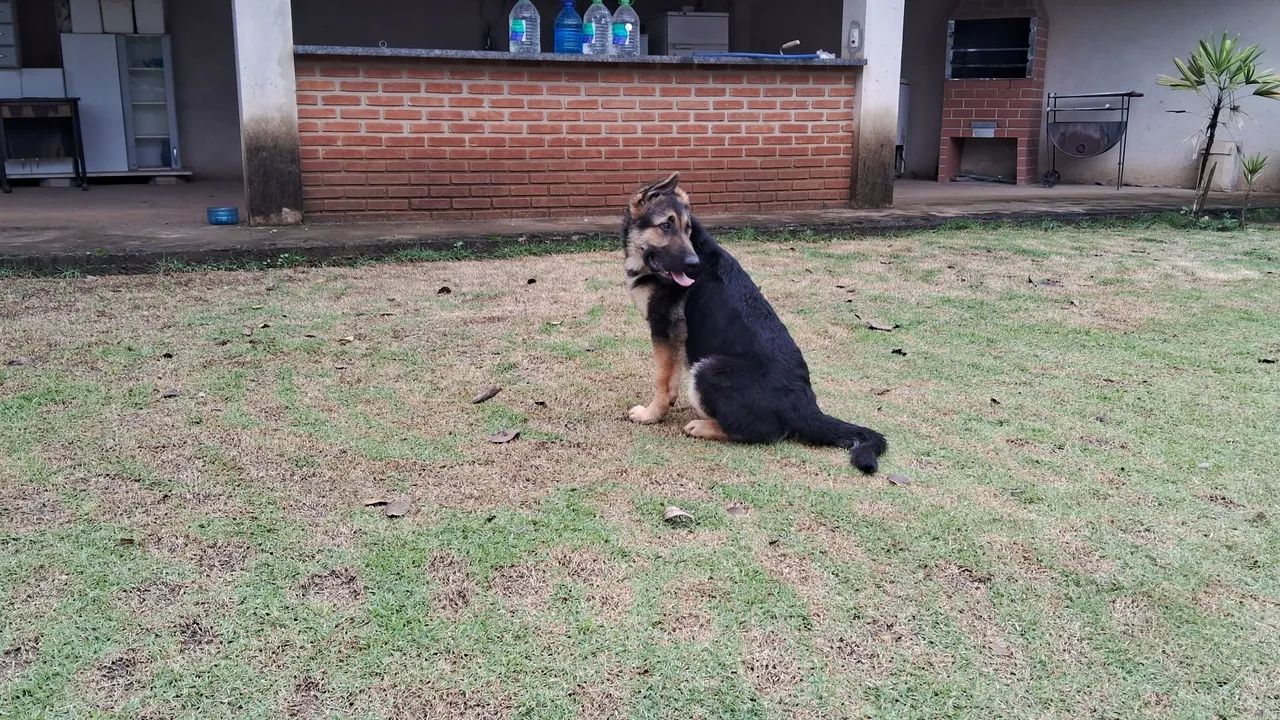 Animais  - Foto 3