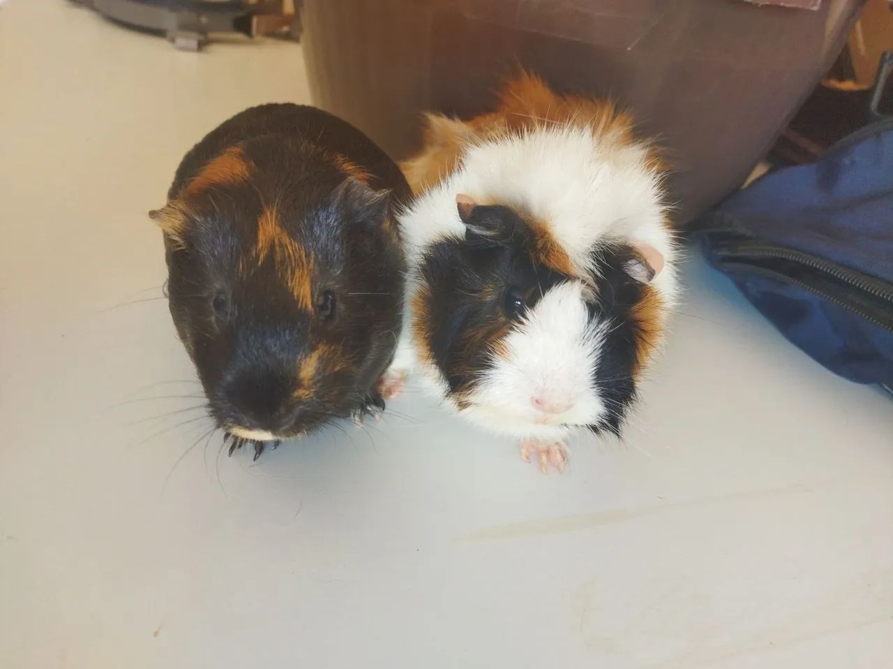 Vende-se porquinhos da índia 