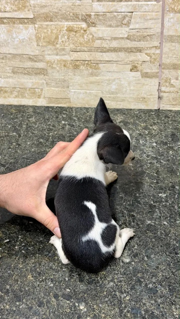 Pinscher macho  - Foto 5