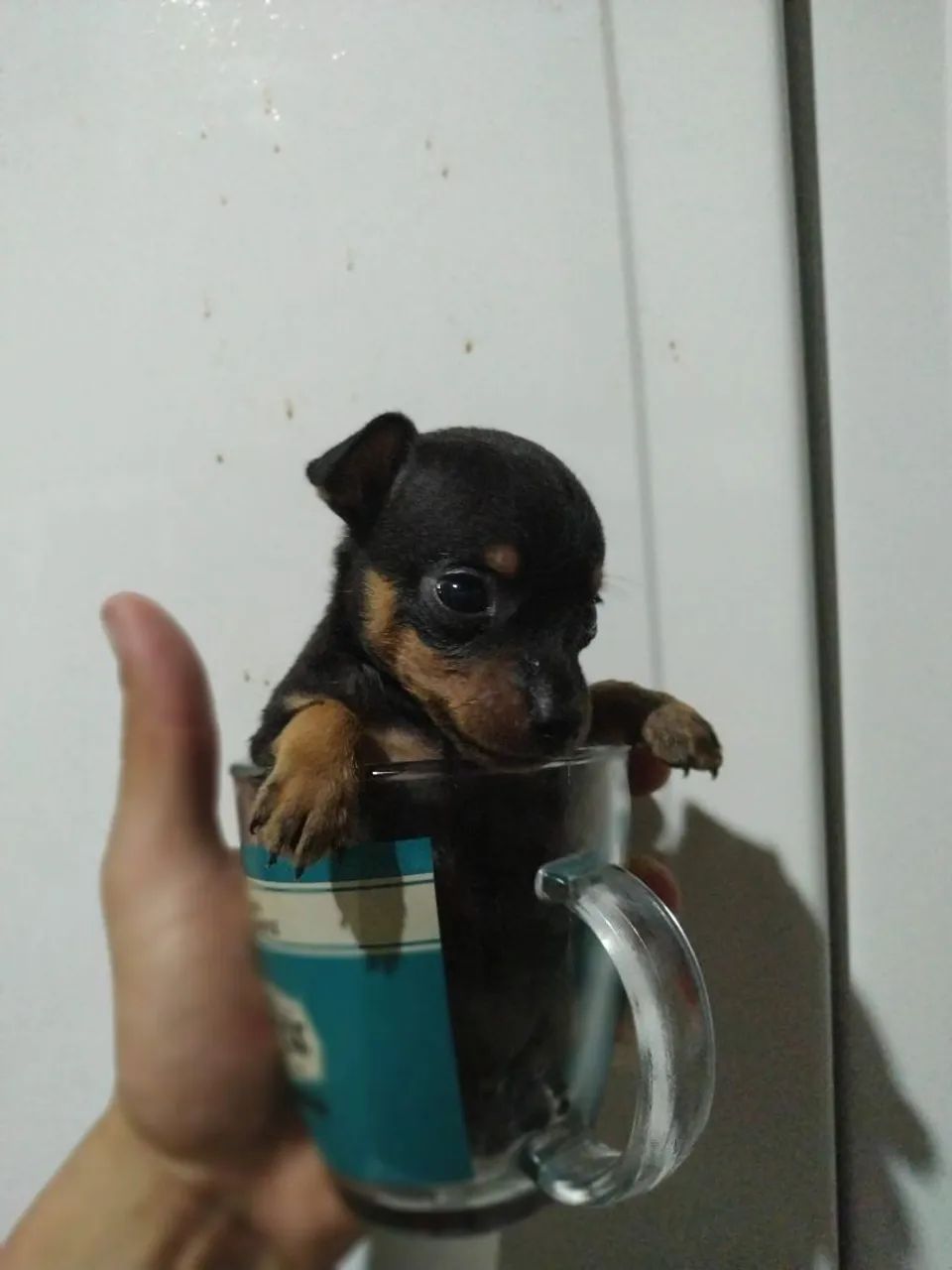 Pinscher 0 - Foto 3