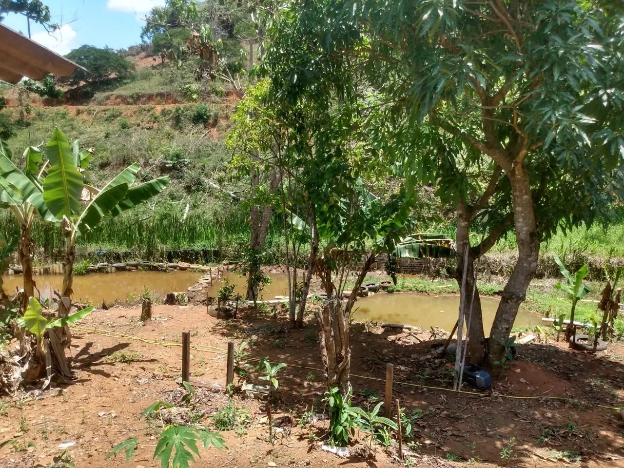 Roça com casa, pomar, pesca - Foto 3