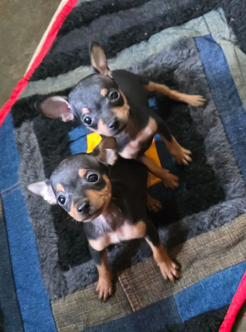  Pinscher 1