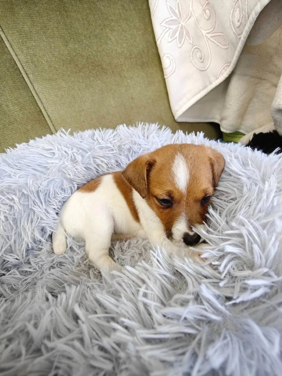 pinscher  - Foto 2