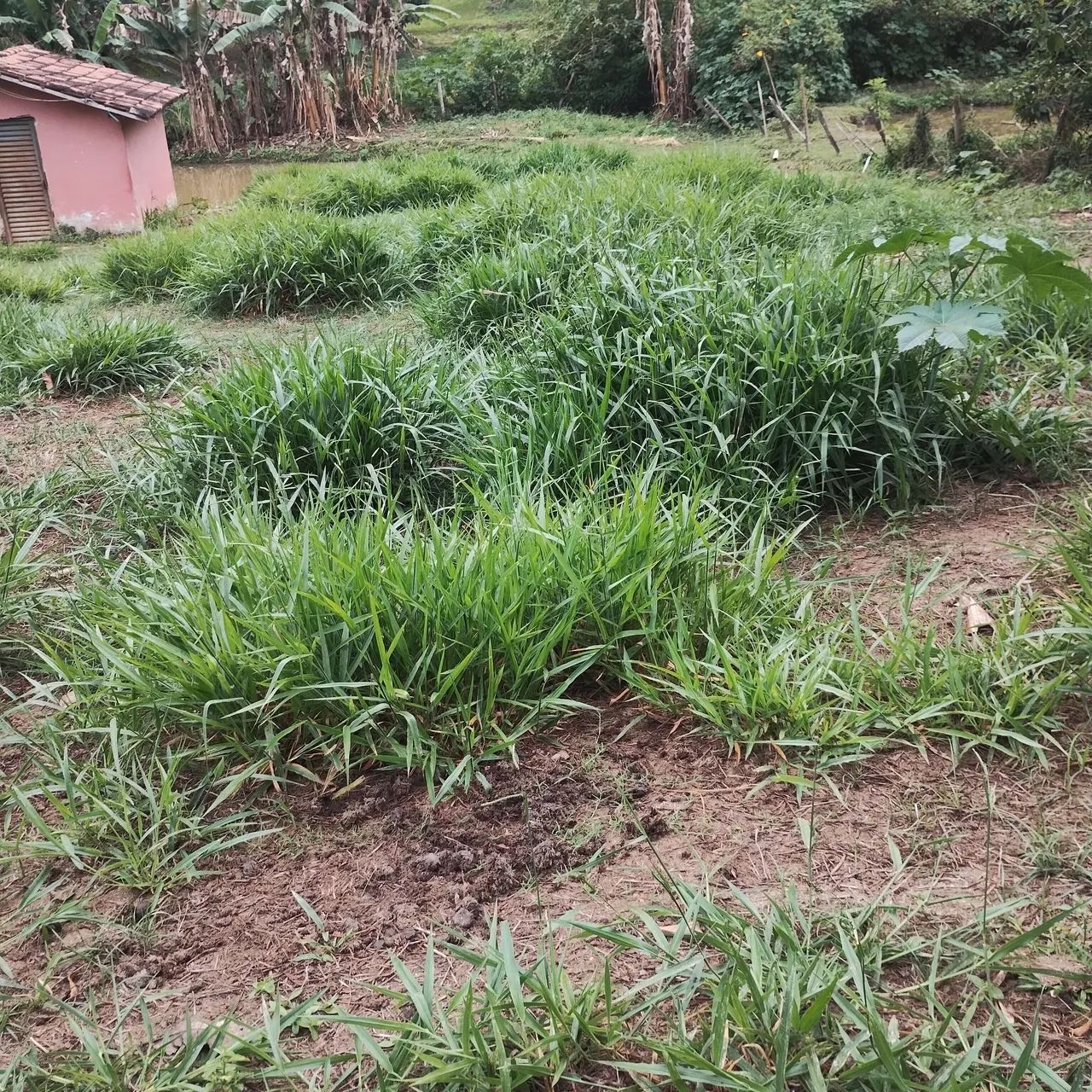 Chácara em Ipiabas - Foto 3