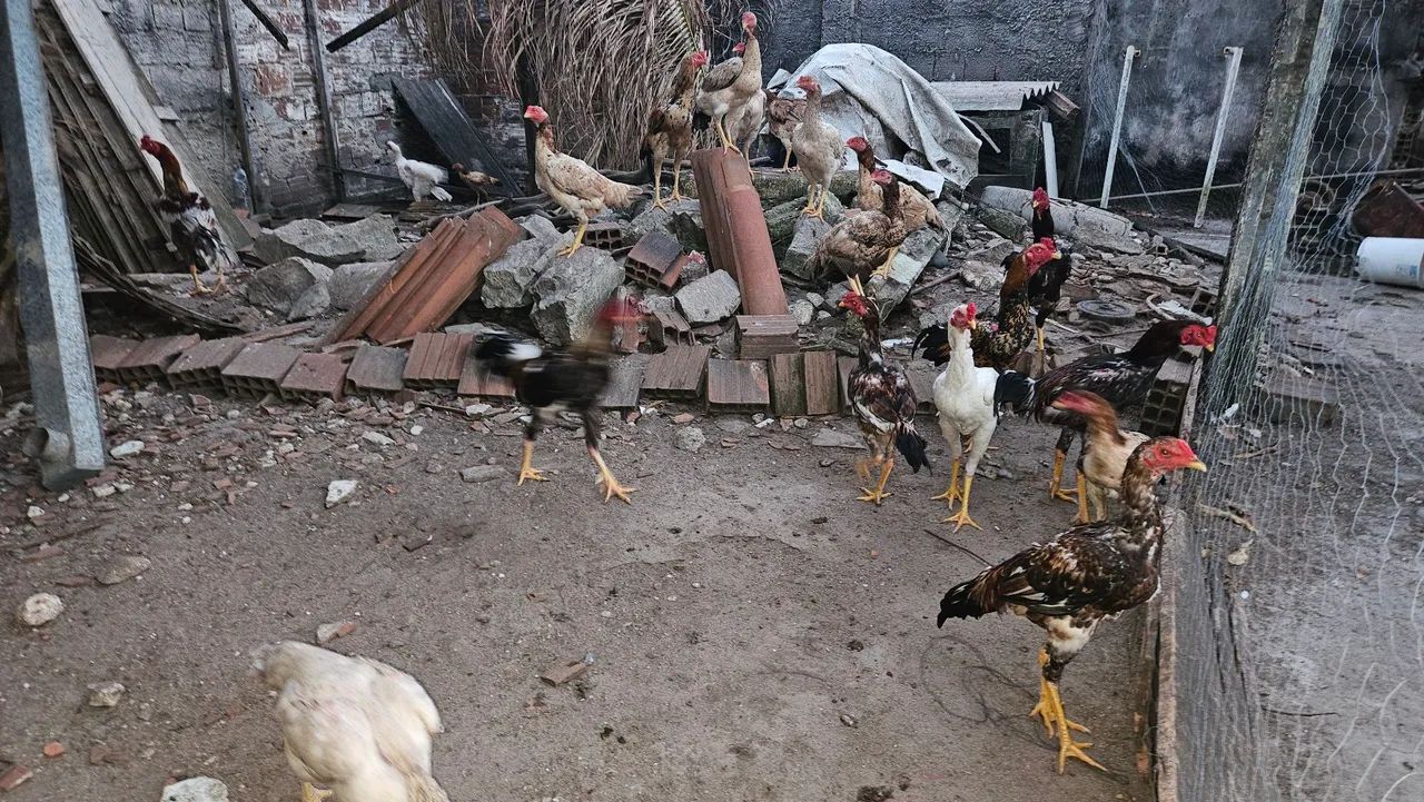 Galos, frangos e galinhas de raça - Foto 4