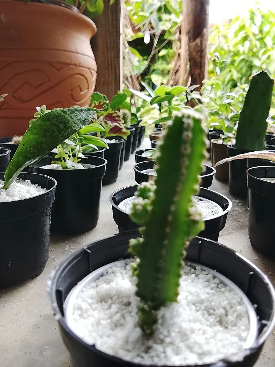 Cactos - Foto 2