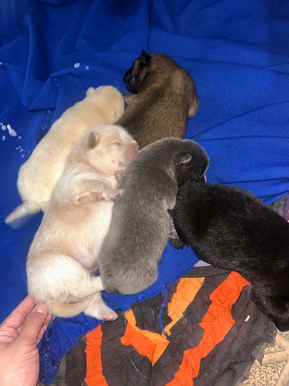 Chow chow  - Foto 2