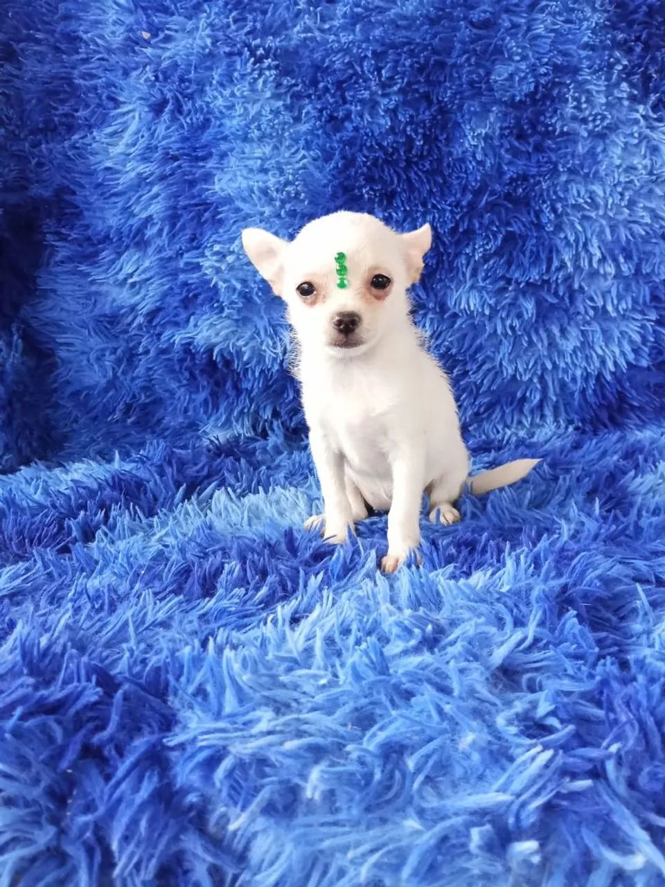 Chihuahua  - Foto 3