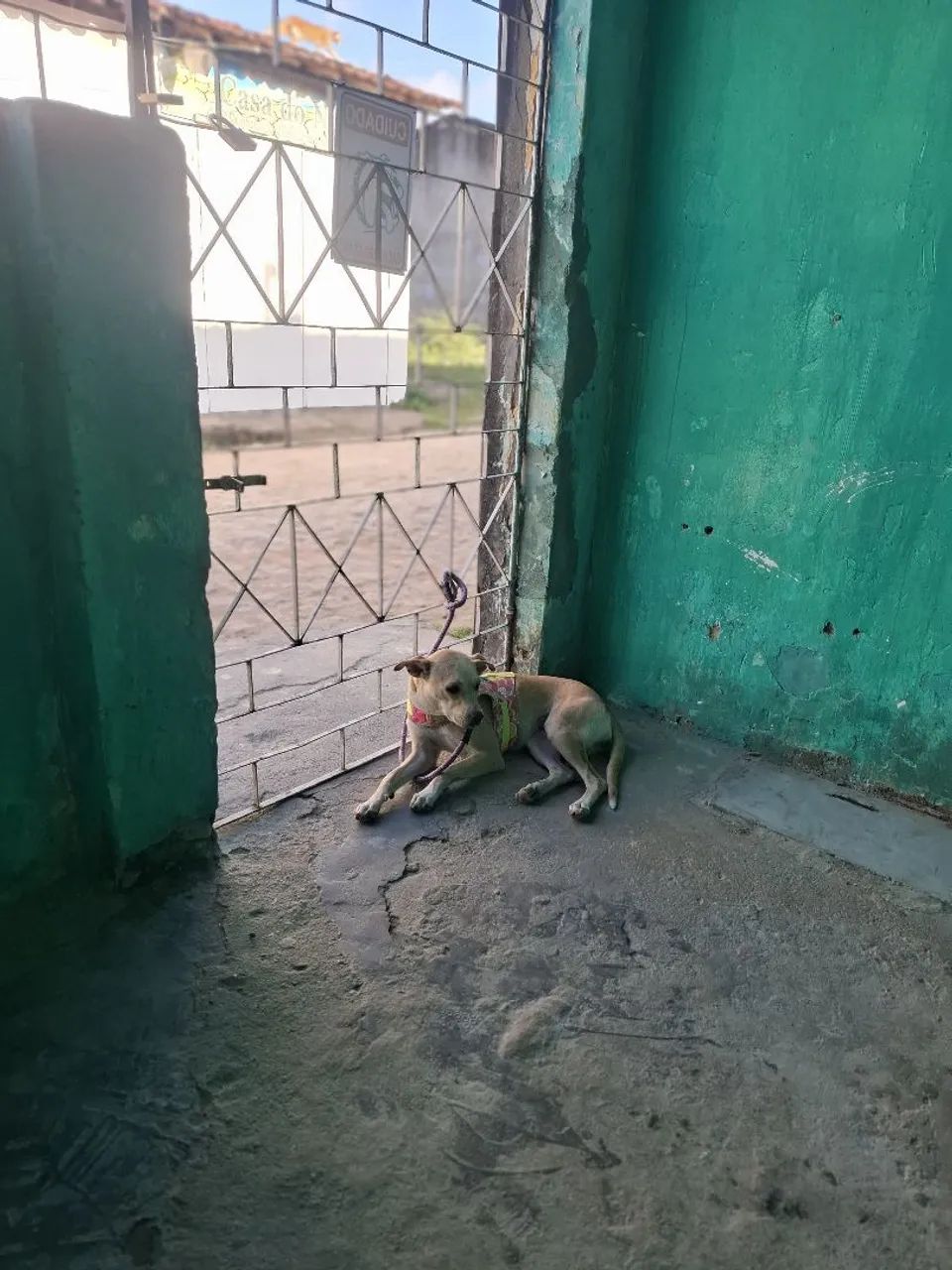 CACHORRA - Foto 3
