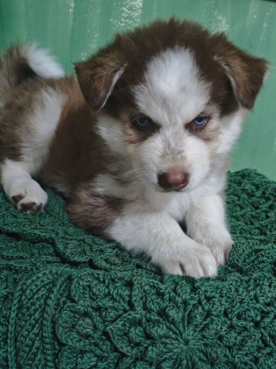 Filhotes de Husky Siberiano  - Foto 5