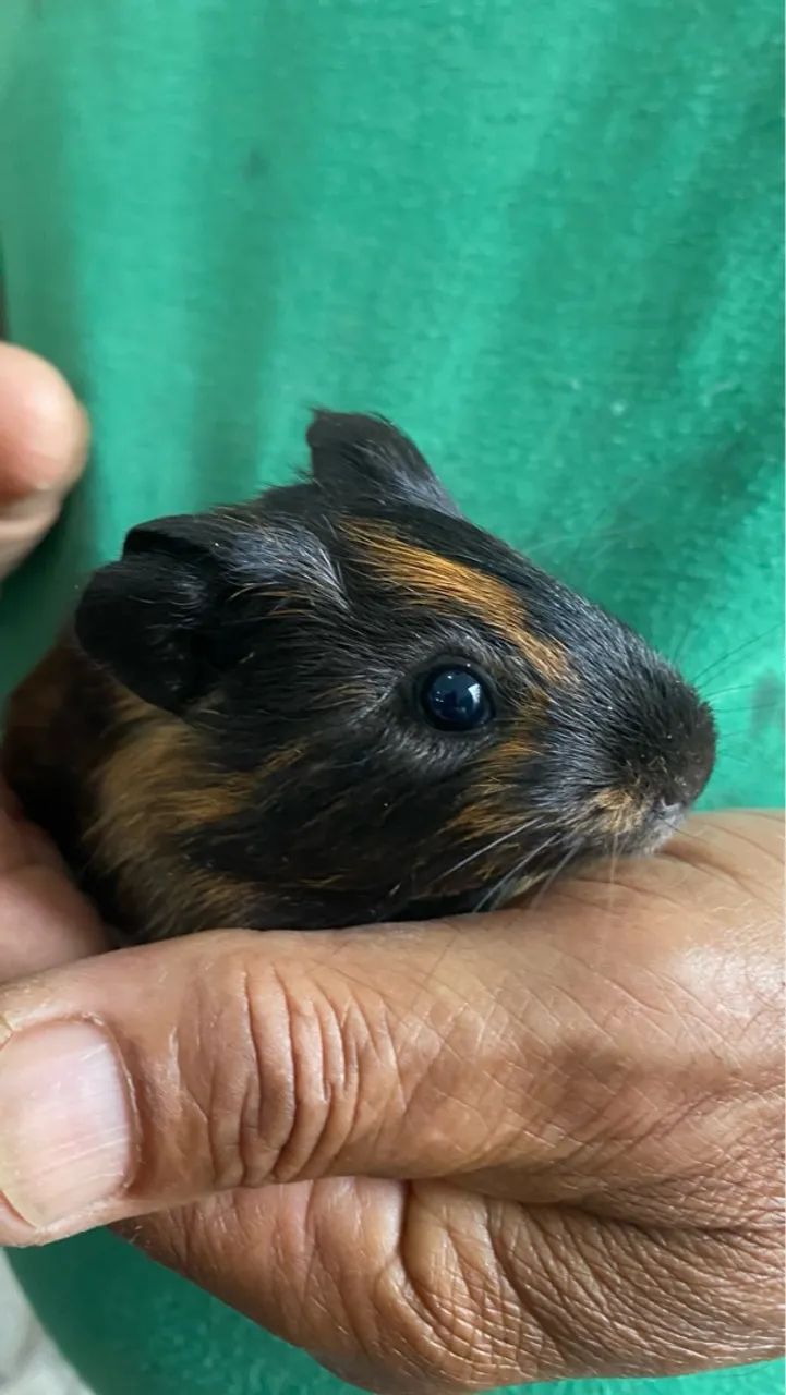 Porquinhos da índia filhotes