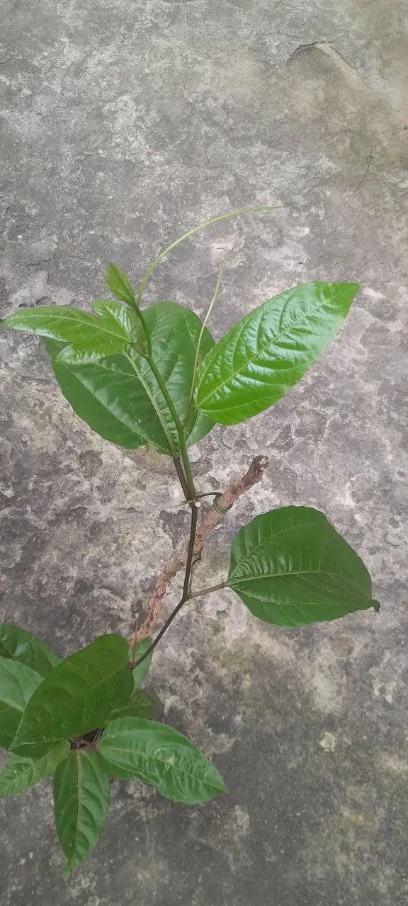 1Muda de Maracujá  - Foto 3
