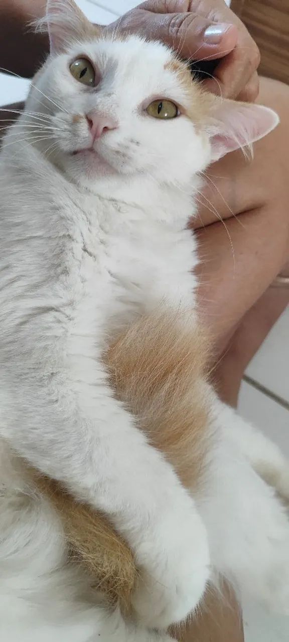 Gata Laranja, castrada  - Foto 3