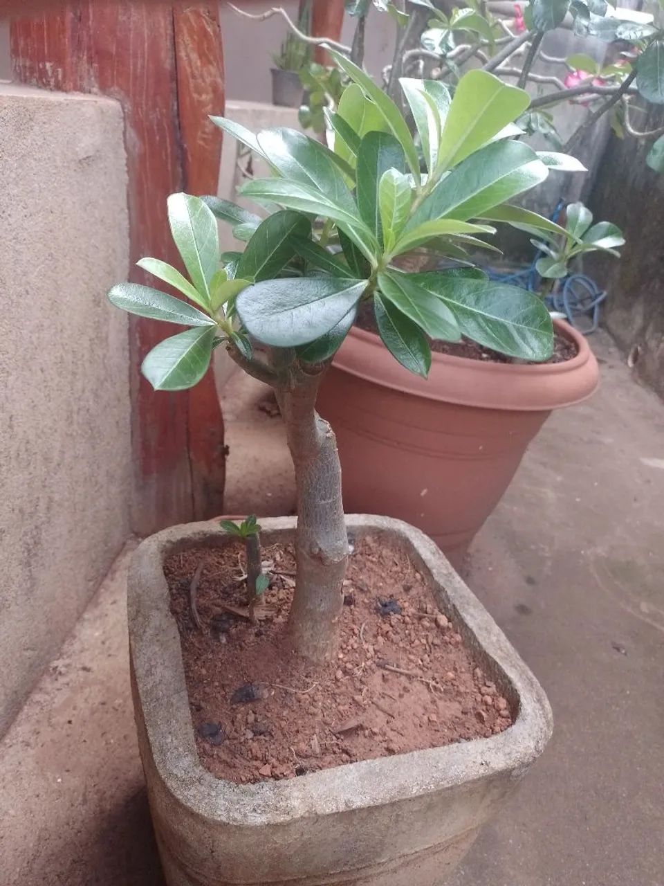 Rosa do deserto + vaso de cimento 