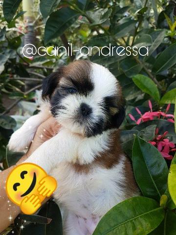 Shih tzu