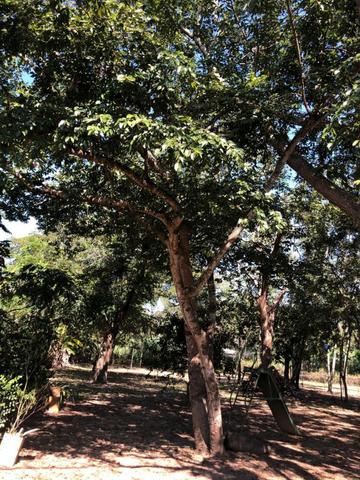 Chacara em Sto Antonio Leverger 110metros de Beira de Rio C/Tanque de Peixes Arvores Fruti - Foto 19