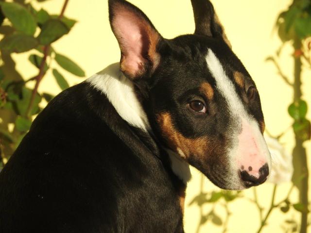 Caniplus Bull terrier