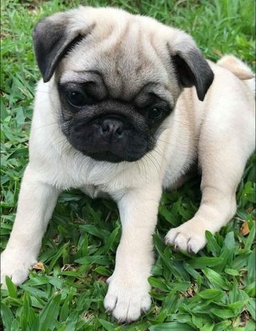 Pug - Foto 2