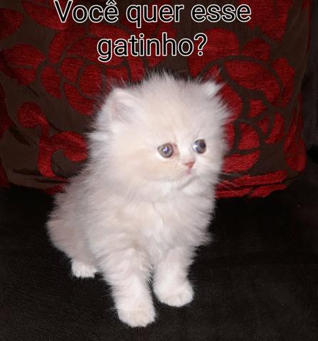 Gatinhos Persa