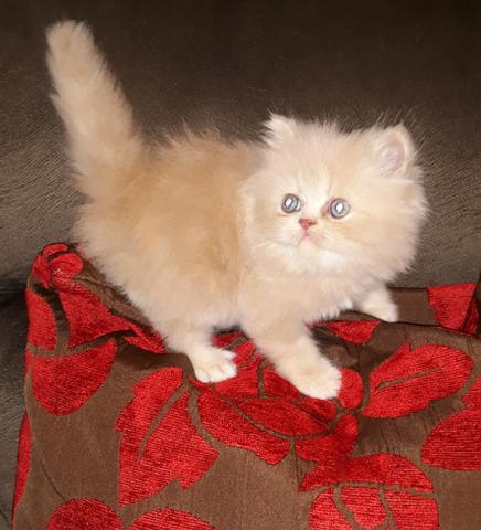 Gatinhos Persa - Foto 2