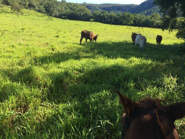 Fazenda a 4 km da BR 364 antes da Serra de São Vicente Prox do posto chapadão - Foto 4