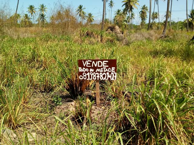 Terreno em São José da Coroa grande - Foto 2
