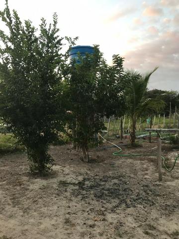 Sítio de 60Hectares a 13Km da Cidade do Buriti dos Lopes. (140mil) - Foto 16