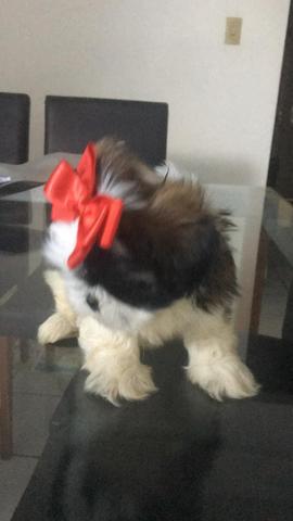 Shitzu