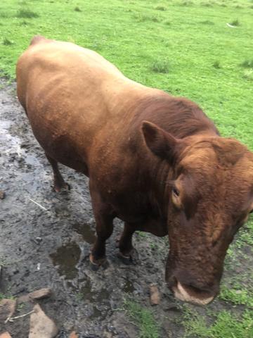 Troca de touro Red Angus - Foto 2