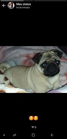 Barbara pug femea