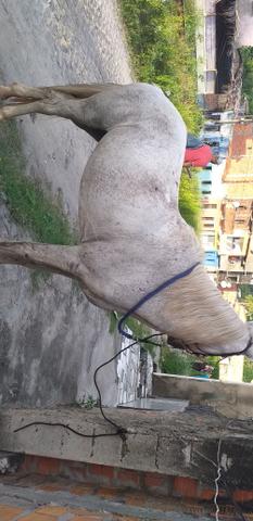 Cavalo de picado - Foto 2