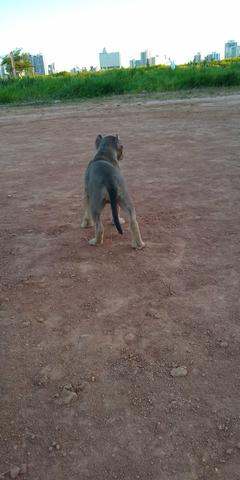 American Bully - Foto 3