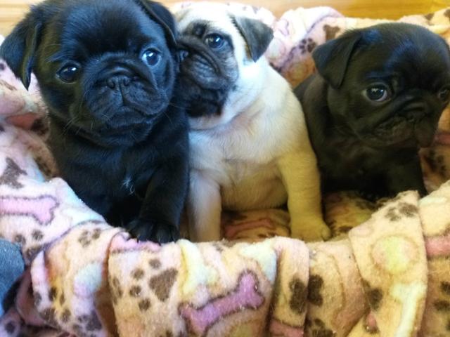 Pugs com Padrão e Garantia - Foto 2