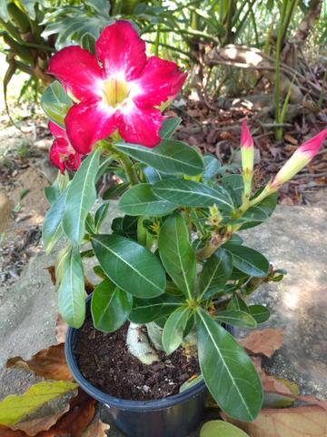 Rosas do deserto - Foto 6