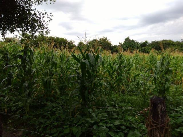 Sítio de 60Hectares a 13Km da Cidade do Buriti dos Lopes. (140mil) - Foto 5