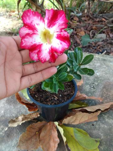 Rosas do deserto - Foto 5