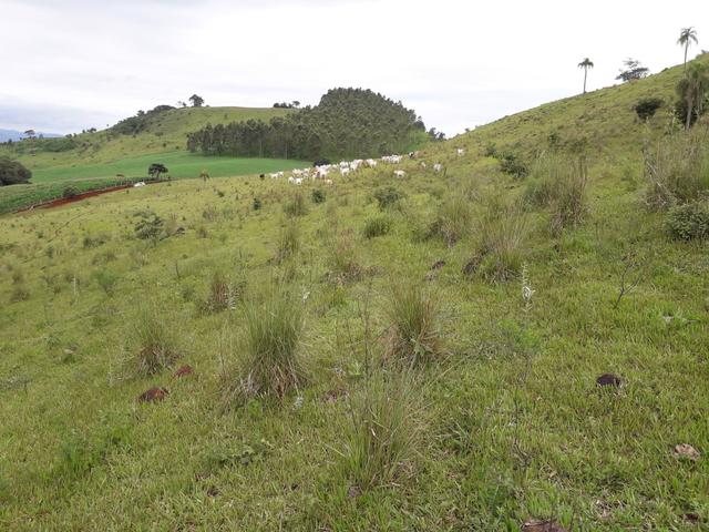 Fazenda - Foto 3